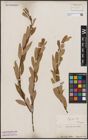 Foto von Salix capensis Thunb.